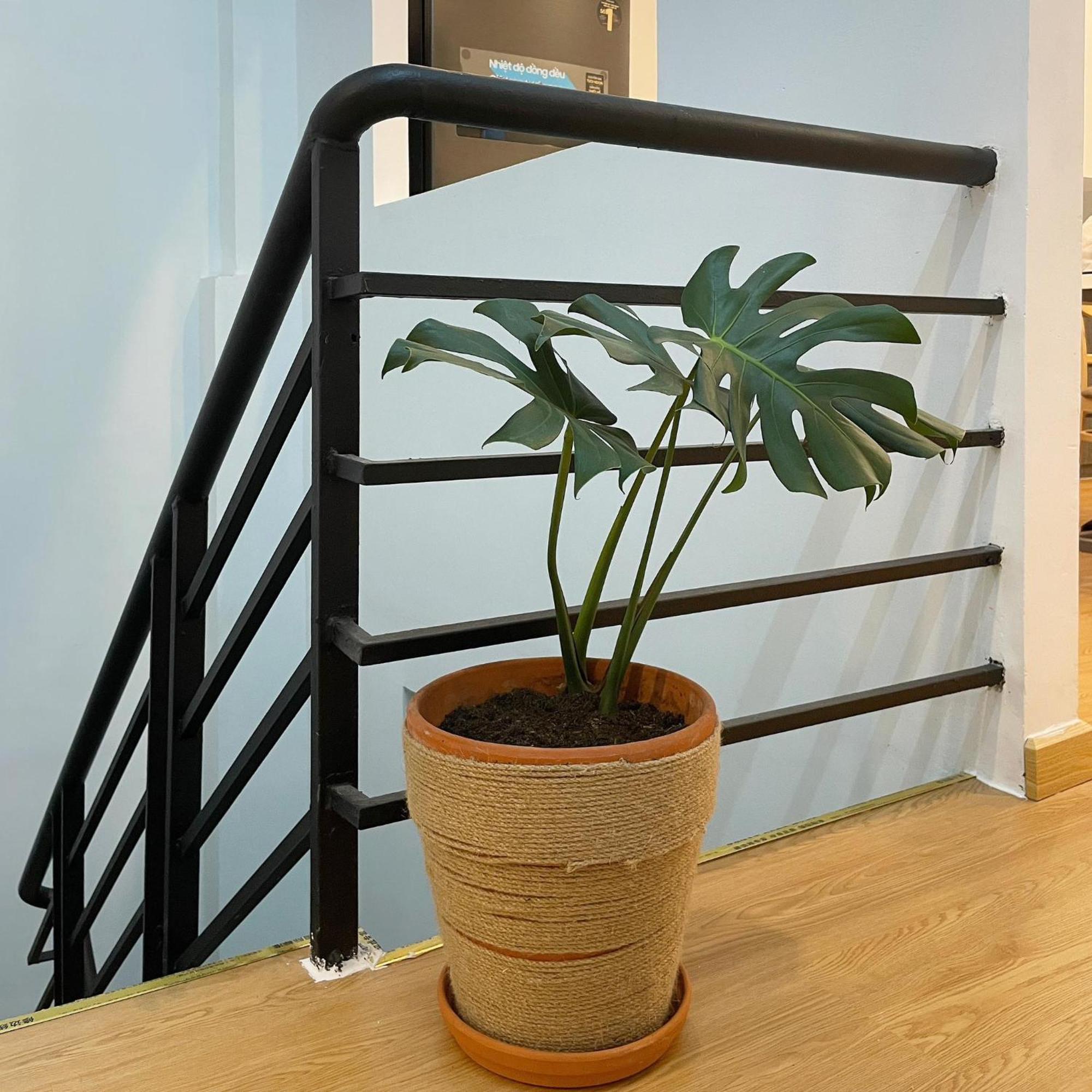 Alphabet Home Capsule Ho Chi Minh-Byen Eksteriør billede